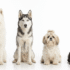 16 Least Obedient Dog Breeds in 2026 (And Why Training Them Is Worth It)