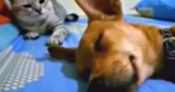 Dog Farted While Sleeping But The Cat’s ‘Comeback’ Has Audiences Going Wild