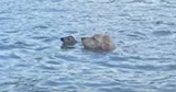 Dog Flees House To Aid ‘Creature’ With Nose Barely Above Lake Water