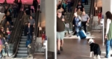 Dog Hasn’t Seen Soldier In Months And Goes Bonkers Once She Spots Her At Airport