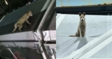 Dog Possibly Thrown From Bridge Is Later Discovered On A Rooftop