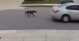Dog Seen Being “Yanked By Chain” Behind Car Until Outraged Heroes Step In