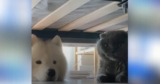 Dog Tries to Win Over Cat for 2 Years, But Cat Keeps Ruining the Plan