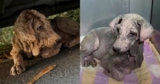 Dog Who Turned To Stone Was Actually A Scared Little Puppy