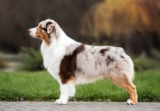 Dog posture and health | Animal Wellness Magazine