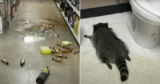 Drunk Raccoon Found Passed Out On Liquor Store Floor After Breaking In