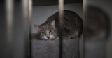 Emergency Rescue Underway for 100 Cats Found in Suspected Cruelty Case