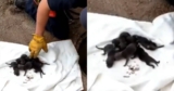 Firefighters Rescue ‘Puppies’, Then Realize They’re Not Puppies at All
