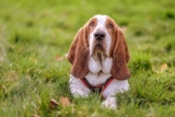 Flea & Tick Prevention for Basset Hounds: A Safe & Effective 4 Step Plan