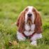 Flea & Tick Prevention for Beagles: A Safe & Effective 4 Step Plan