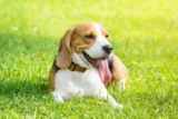 Flea & Tick Prevention for Beagles: A Safe & Effective 4 Step Plan