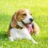 Flea & Tick Prevention for Basset Hounds: A Safe & Effective 4 Step Plan