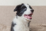 Flea & Tick Prevention for Border Collies: A Safe & Effective 4 Step Plan