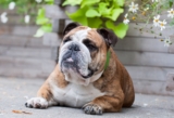 Flea & Tick Prevention for Bulldogs: A Safe & Effective 4 Step Plan