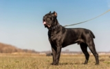 Flea & Tick Prevention for Cane Corso: A Safe & Effective 4 Step Plan