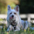 Flea & Tick Prevention for Malteses: A Safe & Effective 4 Step Plan