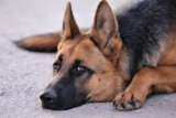 Flea & Tick Prevention for German Shepherds: A Safe & Effective 4 Step Plan