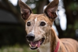 Flea & Tick Prevention for Greyhounds: A Safe & Effective 4 Step Plan