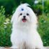 Flea & Tick Prevention for Chinese Cresteds: A Safe & Effective 4 Step Plan