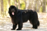 Flea & Tick Prevention for Newfoundlands: A Safe & Effective 4 Step Plan
