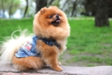 Flea & Tick Prevention for Pomeranians: A Safe & Effective 4 Step Plan