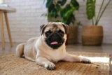 Flea & Tick Prevention for Pugs: A Safe & Effective 4 Step Plan