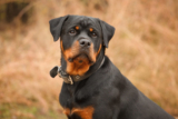Flea & Tick Prevention for Rottweilers: A Safe & Effective 4 Step Plan