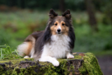 Flea & Tick Prevention for Shelties: A Safe & Effective 4 Step Plan