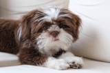 Flea & Tick Prevention for Shih Tzu: A Safe & Effective 4 Step Plan
