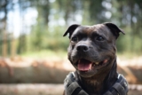 Flea & Tick Prevention for Staffordshire Bull Terriers: A Safe & Effective 4 Step Plan
