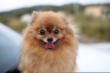 Foods for Pomeranian with Sensitive Stomachs