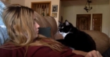 Funny Cat Politely Asks Owner for Pets, Captures Over 38 Million Views
