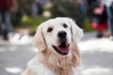 Golden Retriever Colors 2026: The Complete Guide to Every Shade