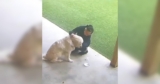 Golden Retriever Left Behind at Daycare Has the Saddest Little Look