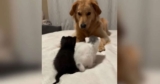 Golden Retriever Overwhelmed by Cuteness After Meeting Tiny Kittens