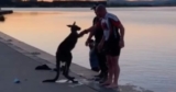 Grateful Kangaroo Offers Handshake After Three Men Rescue It from Freezing Lake