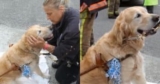 Guide Dog Jumps in Front of Bus to Save His Mom, Now He’s Back by Her Side