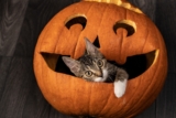 Halloween Cat Toys and Treats To Charm Mischievous Felines