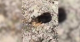 He Met A Lost Puppy In The Mountains And Couldn’t Walk Away