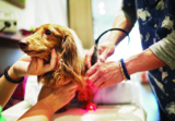 Healing with light: laser therapy for dogs and cats