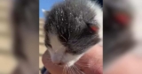 Hearing Faint Meows, This Family Did Whatever It Took to Help