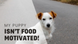 Help! My Puppy Isn’t Food Motivated!