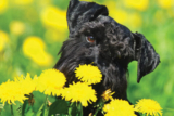 Herbs for balancing your dog’s health