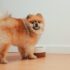 How Much Do You Feed a Pekingese