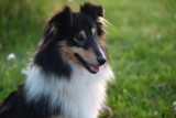How Much Do You Feed a Sheltie