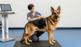 How Shockwave Therapy Can Help Your Dog