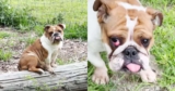 How This Mystery Bulldog Found Her Safe, Loving Farm Home