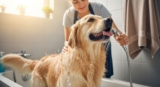 How to Bathe a Large Dog at Home