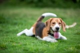 Ideal Diet for Beagles – The Ultimate Beagle Feeding Guide