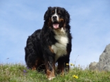 Ideal Diet for Bernese Mountain Dogs – The Ultimate Bernese Mountain Dog Feeding Guide